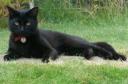 Ziggy the cat, photo by Ali May, Forfar, United Kingdom, loyal friend