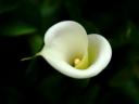 Breathtaking shot of single calla, photo taken by Lars Jensen, Shibuya, Japan, wedding plan 
