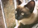 Gato 1, photo by Ivan Soares Ferrer, Embu, Brazil, purring delight 