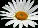 Daisy, photo by Allison Choppick, Toronto, Canada, true love