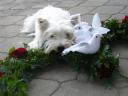 Marriage dog, photo by Michael Ruck, Bonn Germany, like family