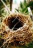 Empty Nest, photo by Luis Alves, Barreiro, Portugal, adult children