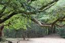 Park bench, photo by Cheryl Empey, Seabrook, United States, tree wisdom