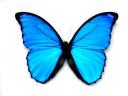 Butterfly, photo by Marco Michelini, Firenze, Italy, short life