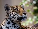 Jaguar, photo by Kristof Degreef, Nieuwerkerken, Belgium, feline fancy