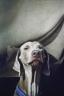 My dog, photo by Lily Rosen, Tel Aviv, Israel, animal posture My dog, photo by Lily Rosen, Tel Aviv, Israel, animal posture
