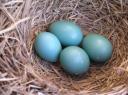 Robin Eggs, photo by Jason Collins, Tillsonburg, Canada, chicken or the egg