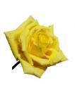 652974_yellow_rose.jpg