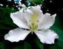 437055_white_bauhinia.jpg